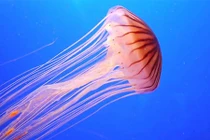 10 sự thật thú vị về loài sứa sẽ khiến bạn kinh ngạc