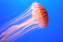 10 sự thật thú vị về loài sứa sẽ khiến bạn kinh ngạc