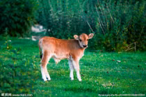 Dự đoán ngày mới 27/10/2019 cho 12 con giáp: Sửu vượng phát, Ngọ vướng họa tiểu nhân 