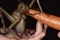 Giật mình 10 loại côn trùng có “gương mặt” đáng sợ nhất hành tinh 