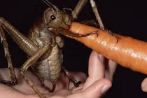 Giật mình 10 loại côn trùng có “gương mặt” đáng sợ nhất hành tinh 