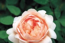 Dự đoán ngày mới 21/04/2018 cho 12 con giáp