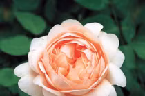 Dự đoán ngày mới 21/04/2018 cho 12 con giáp