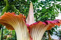 7 loài hoa “nặng mùi” nhất thế giới, chớ dại đến gần 