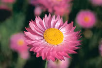 Hưởng lộc trời ban, ba con giáp này cả đời giàu sang phú quý 