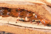 Kinh ngạc loài kiến “nhồi nhét” đồng loại thành hũ mật sống