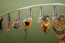 Mãn nhãn chùm ảnh “lột xác” sâu thành bướm ngoạn mục khó tin 