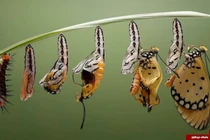 Mãn nhãn chùm ảnh “lột xác” sâu thành bướm ngoạn mục khó tin 