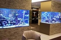 Cấm kỵ phong thủy bể cá không thể không biết 