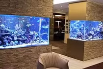 Cấm kỵ phong thủy bể cá không thể không biết 