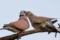 9 loài động vật chung tình nhất quả đất: Bất ngờ số 3! 