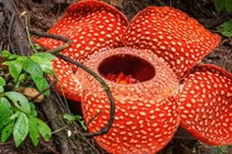 Bí ẩn loài hoa xác thối khổng lồ, muốn trồng cũng khó!