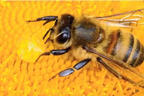 7 động vật siêng năng nhất hành tinh: Số 1 cực bá đạo! 