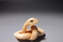 Dự đoán ngày mới 10/01/2019 cho 12 con giáp