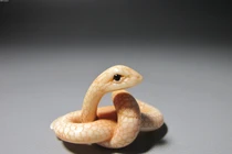 Dự đoán ngày mới 10/01/2019 cho 12 con giáp