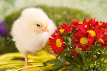 Dự đoán ngày mới 19/5/2020 cho 12 con giáp