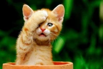 Dự đoán ngày mới 03/09/2021 cho 12 con giáp: Mùi giàu to, Mão khốn khó 