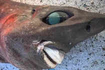 Bắt được cá mập cực dị hình, chuyên gia không ngừng tranh cãi 