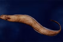 Bất ngờ loài cá chình “ngang nhiên” sống trong tim cá mập