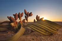 Kì lạ loài cây được ví như “hoá thạch sống”, trông hệt... bạch tuộc