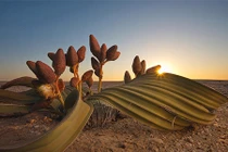 Kì lạ loài cây được ví như “hoá thạch sống”, trông hệt... bạch tuộc