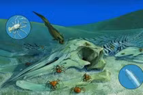 Xác cá voi chìm dưới đáy biển, bất ngờ “hồi sinh” đầy ảo diệu 