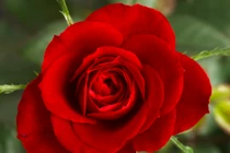 Dự đoán ngày mới 18/04/2018 cho 12 con giáp