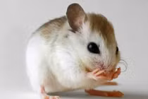 Dự đoán ngày mới 21/06/2017 cho 12 con giáp