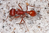 9 loài vật nhỏ nhưng có võ, săn mồi đáng gờm nhất hành tinh 