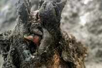 Phát hiện gấu đóng băng suốt 3.500 năm, lộ bí mật không tưởng 