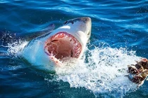 Top sự kiện quái thú tấn công người kinh hoàng nhất lịch sử 