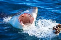 Top sự kiện quái thú tấn công người kinh hoàng nhất lịch sử 