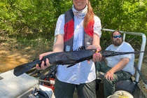 Bất ngờ bắt được cá “hóa thạch sống” hiếm thấy, chuyên gia kinh ngạc 