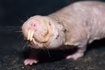 Top động vật có vú kỳ lạ nhất thế giới, giật mình số 3