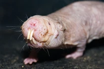 Top động vật có vú kỳ lạ nhất thế giới, giật mình số 3