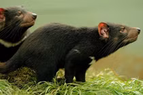 Điểm danh 10 loài động vật “khủng bố khứu giác” nhất hành tinh