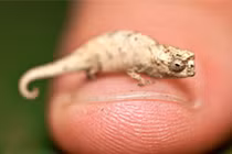 Điểm mặt 10 loài động vật tí hon nhất hành tinh: Bất ngờ số 2! 