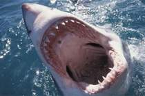 Những loài vật có cú cắn “uy lực” nhất hành tinh: Sư tử chưa là gì!