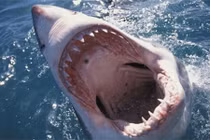 Những loài vật có cú cắn “uy lực” nhất hành tinh: Sư tử chưa là gì!