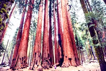 Top loài cây cao nhất thế giới, choáng ngợp số 2 