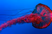 Kinh ngạc 10 sinh vật kỳ lạ được tìm thấy dưới đáy biển sâu