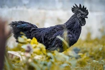 Giải mã giống gà kỳ lạ nhất hành tinh: Đen từ xương tới nội tạng