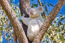 10 động vật bạch tạng đẹp đến nao lòng, ai nhìn cũng mê mẩn 