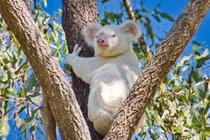 10 động vật bạch tạng đẹp đến nao lòng, ai nhìn cũng mê mẩn 