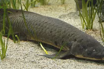 Loài cá sống dai nhất hành tinh: 5 năm không ăn uống vẫn khoẻ re! 