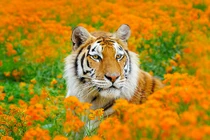 Dự đoán ngày mới 21/5/2020 cho 12 con giáp: Thân, Thìn hưởng phúc