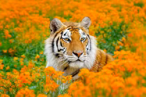 Dự đoán ngày mới 21/5/2020 cho 12 con giáp: Thân, Thìn hưởng phúc