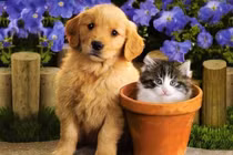 Dự đoán ngày mới 23/5/2020 cho 12 con giáp