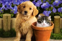 Dự đoán ngày mới 23/5/2020 cho 12 con giáp