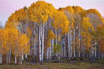 Thực thể sống lớn nhất thế giới đang sụp đổ dần: Bất ngờ "thủ phạm" 